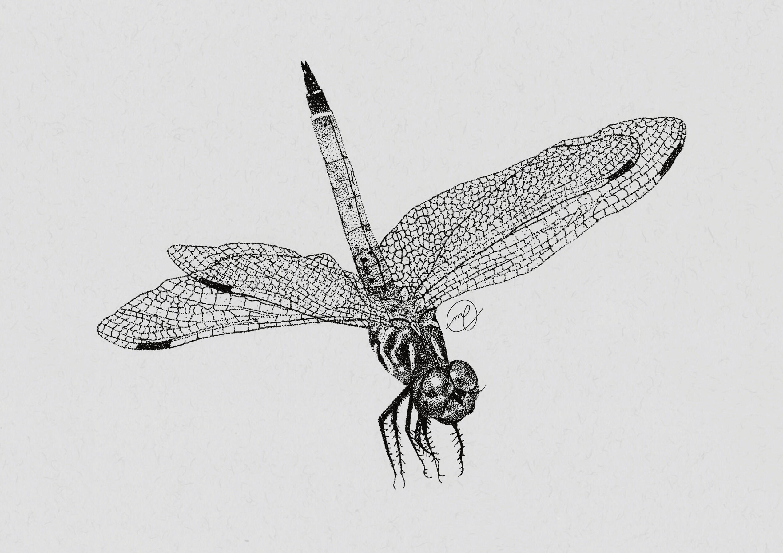 "Pachydiplax", 2023 ink on paper INSERT DIMENSIONS