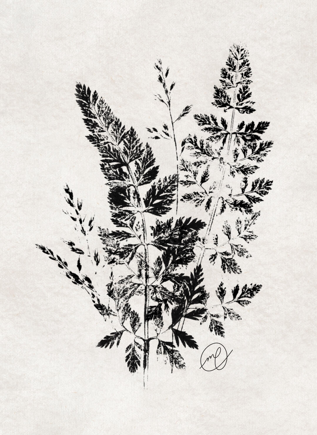 "From the Garden", 2024 pressed plants in ink 8 x 10"