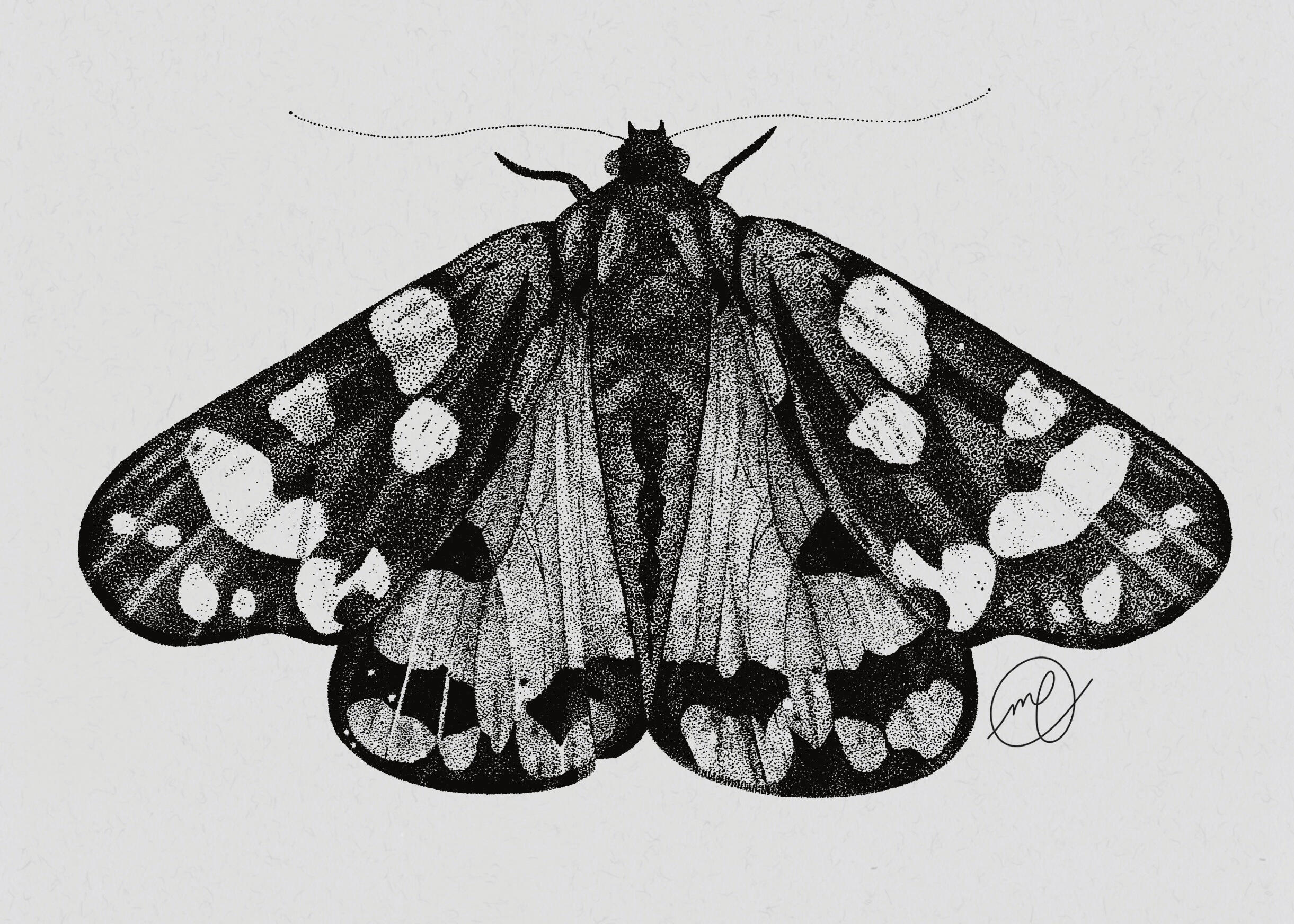 "Scarlet Tiger Moth", 2023 ink on paper INSERT DIMENSIONS