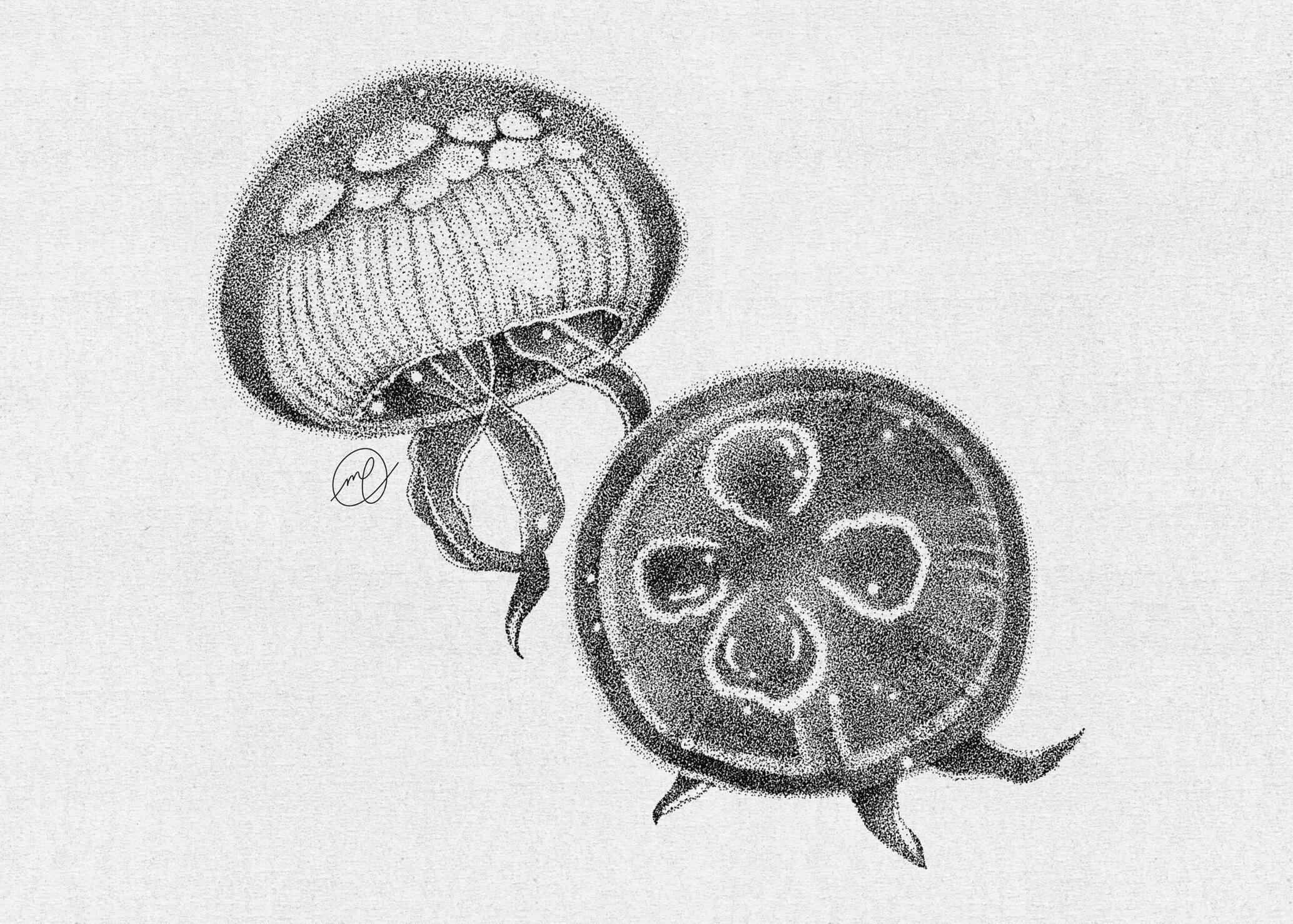 "Aurelia Aurita", 2022 ink on paper 12 x 9"